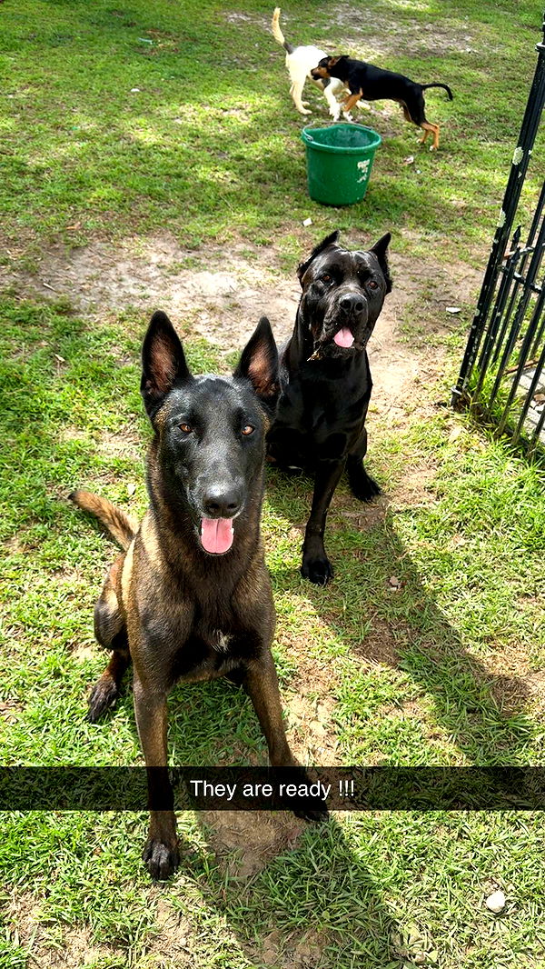 mckinley_1 image ~ Altpins