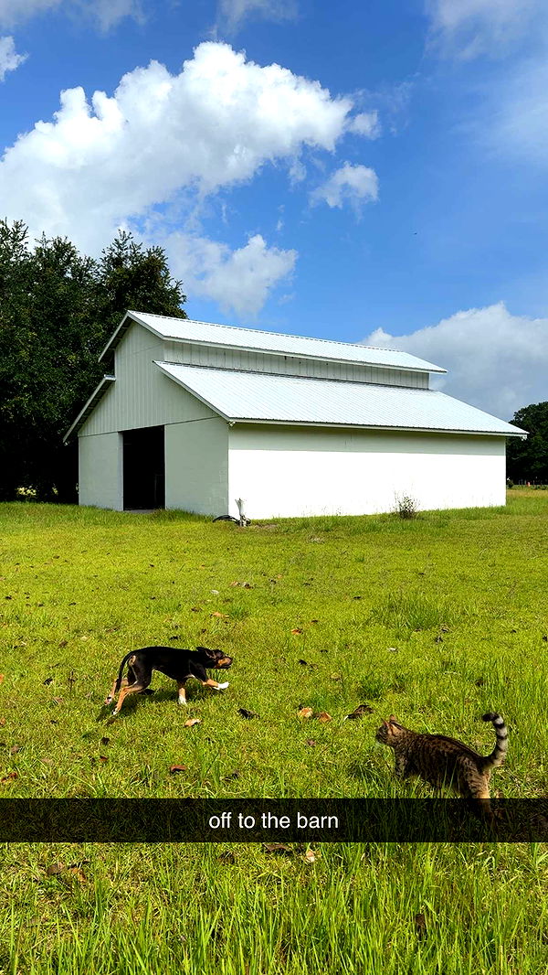 mckinley_1 image ~ Altpins