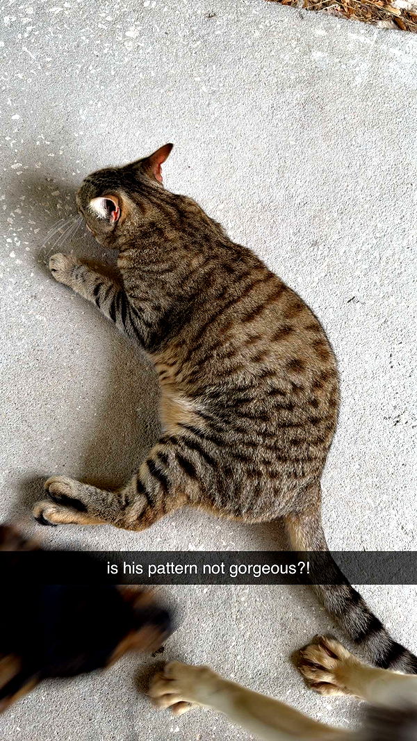 mckinley_1 image ~ Altpins