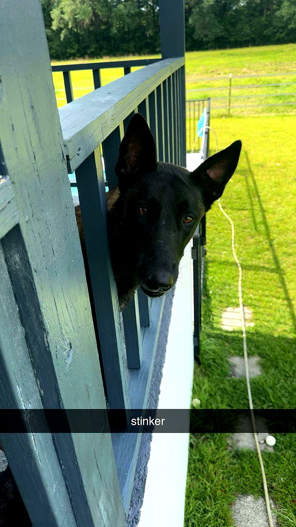 mckinley_1 image ~ Altpins