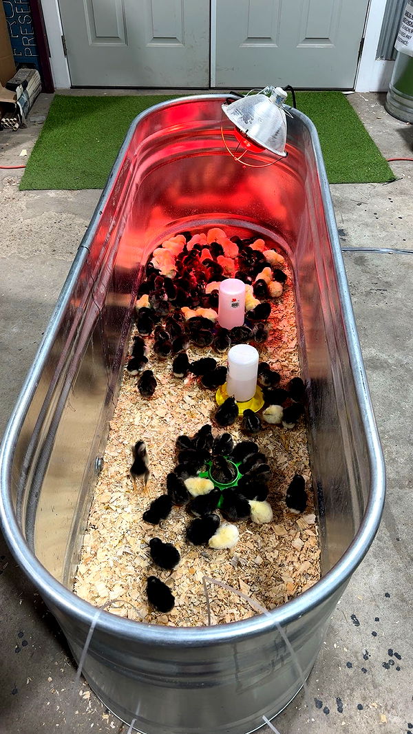 mckinley_1 image ~ Altpins