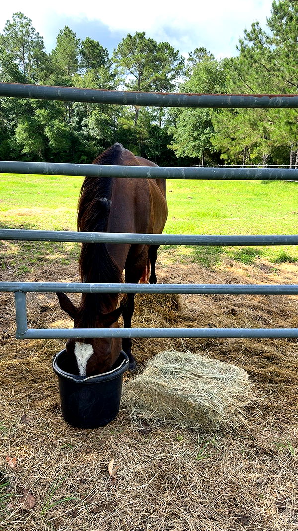 mckinley_1 image ~ Altpins