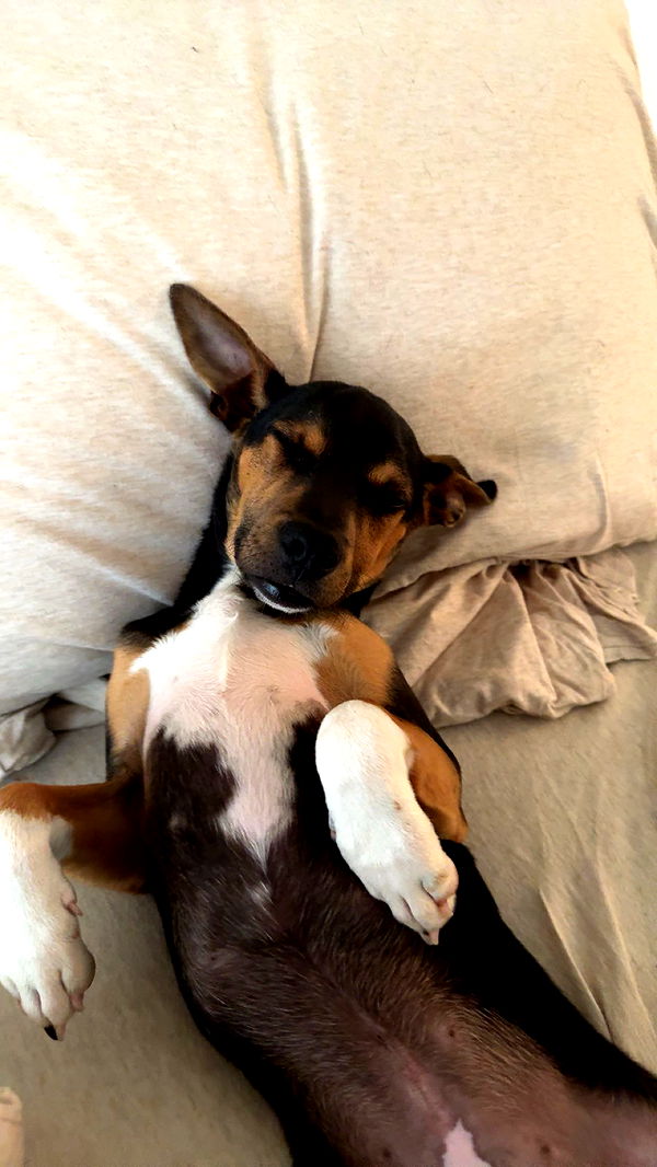 mckinley_1 image ~ Altpins