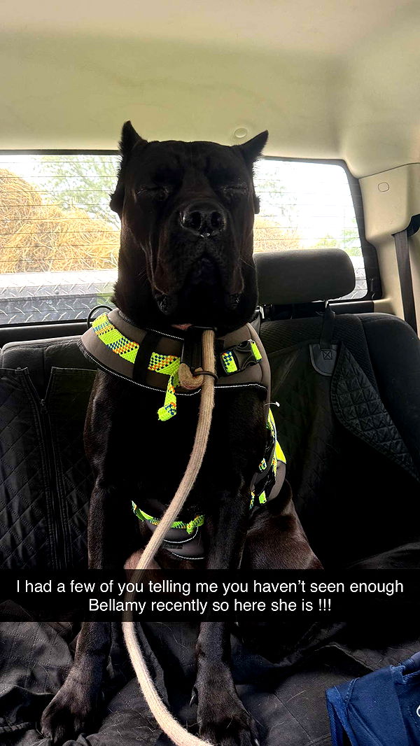 mckinley_1 image ~ Altpins