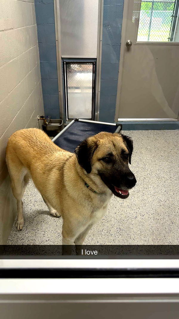 mckinley_1 image ~ Altpins