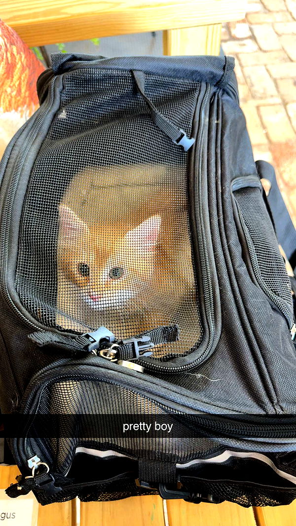 mckinley_1 image ~ Altpins