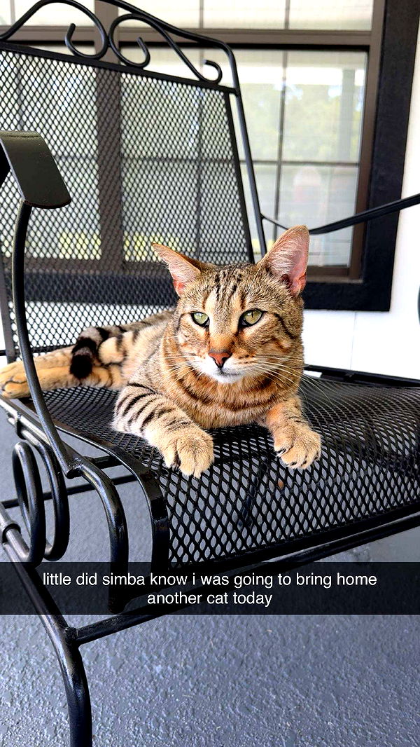 mckinley_1 image ~ Altpins