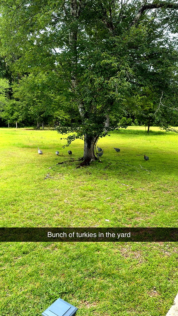 mckinley_1 image ~ Altpins