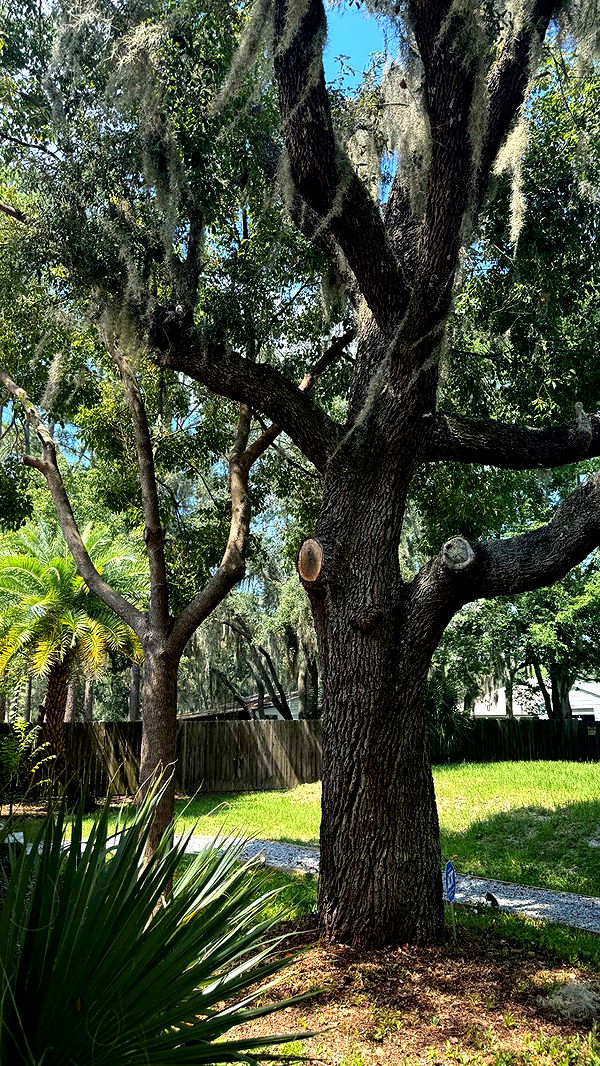 mckinley_1 image ~ Altpins