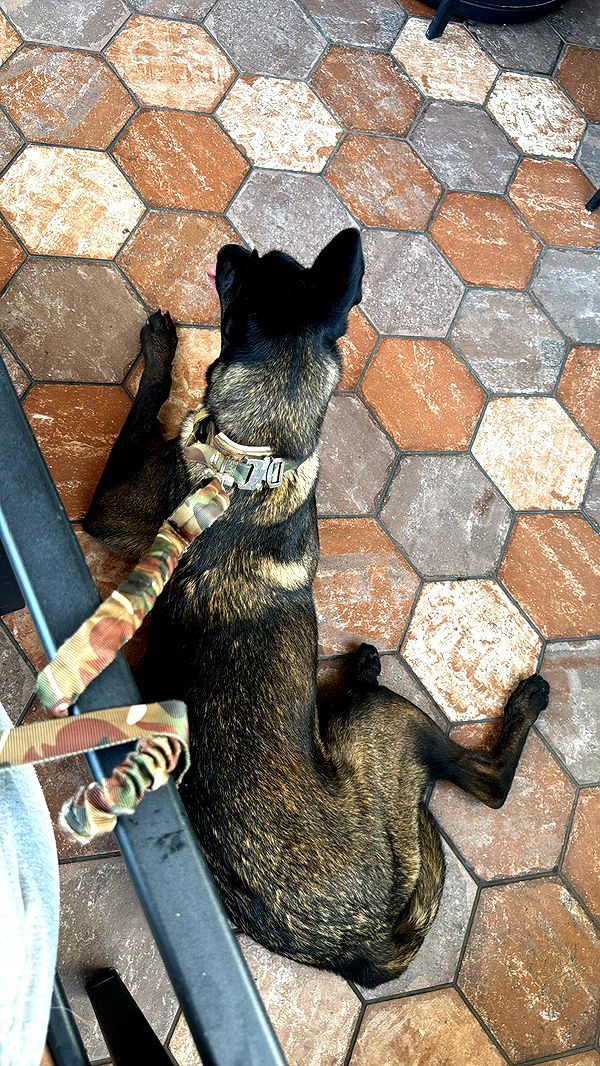 mckinley_1 image ~ Altpins