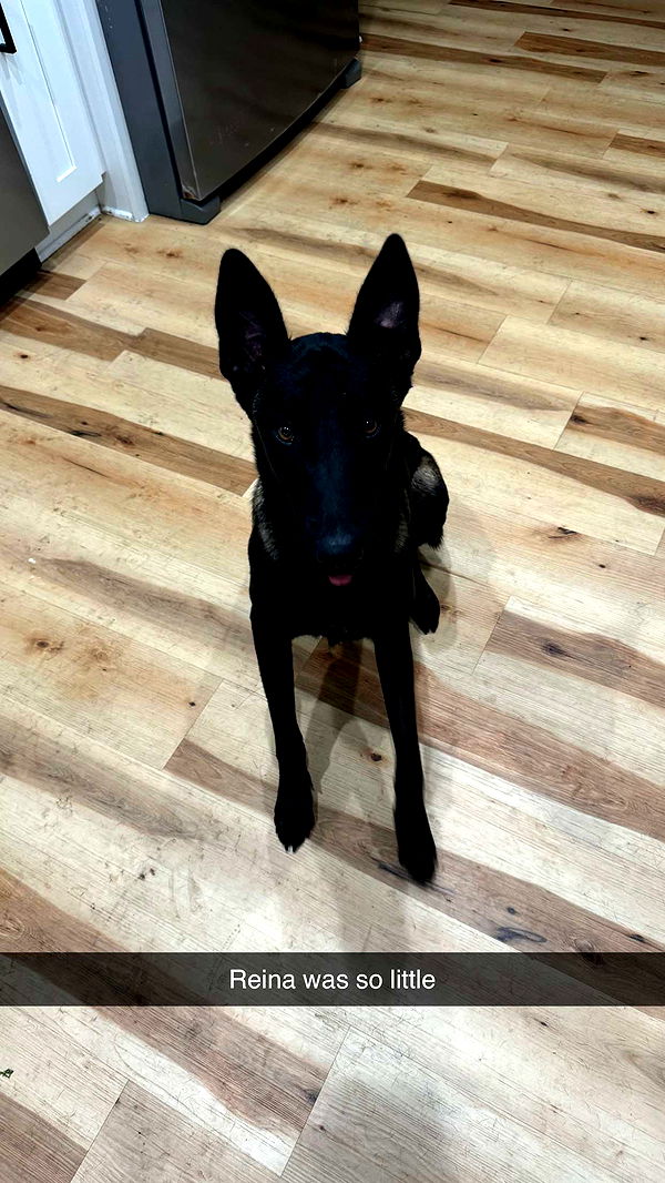 mckinley_1 image ~ Altpins