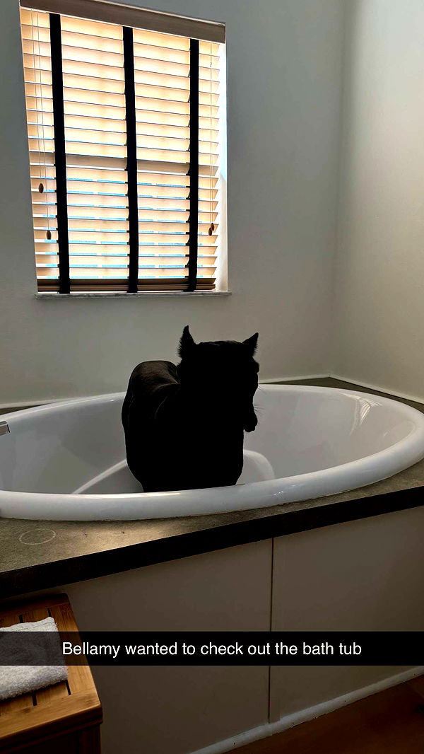 mckinley_1 image ~ Altpins