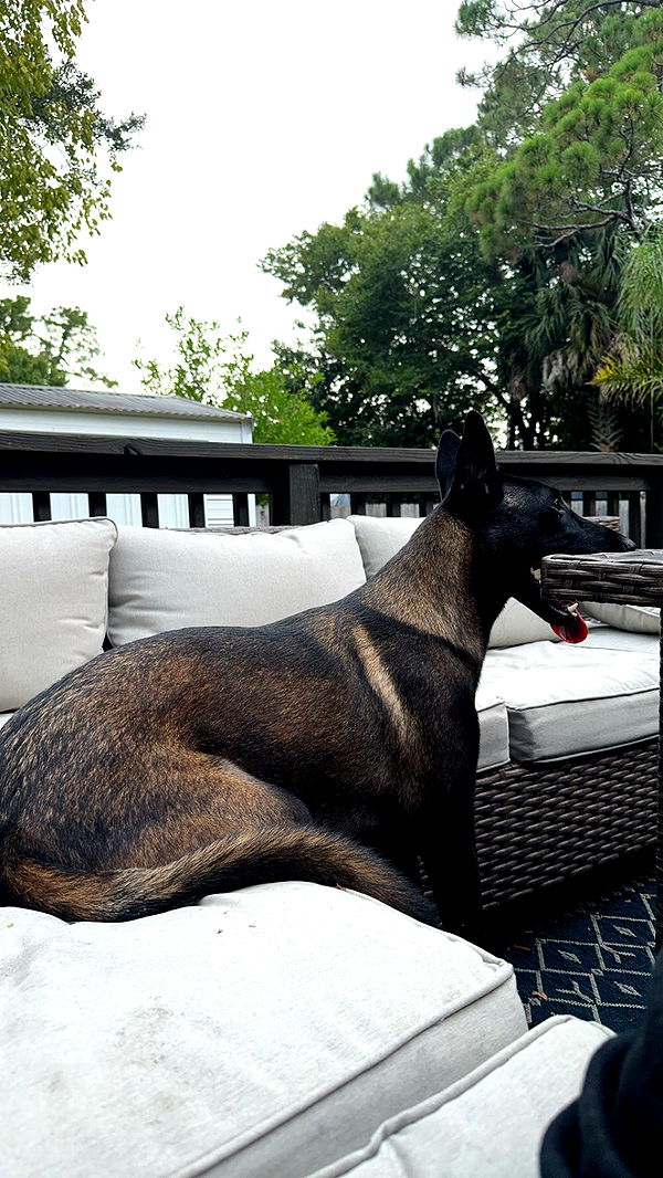 mckinley_1 image ~ Altpins