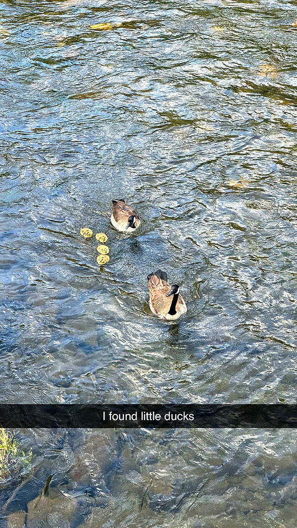 mckinley_1 image ~ Altpins