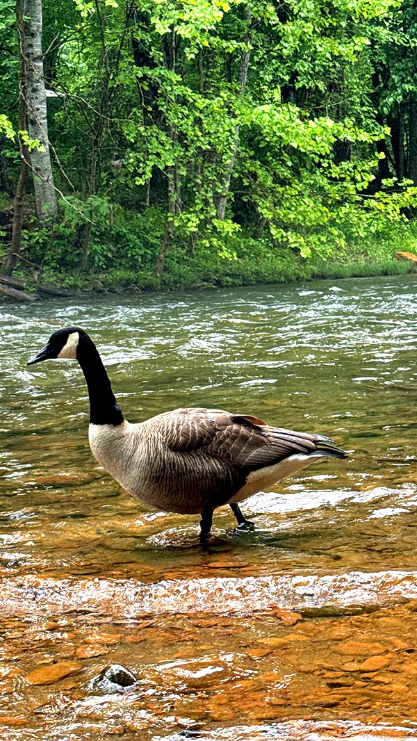 mckinley_1 image ~ Altpins