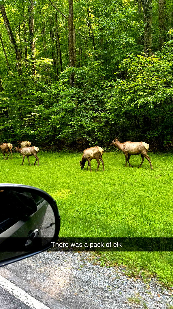 mckinley_1 image ~ Altpins