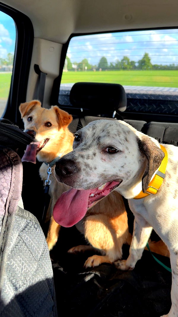 mckinley_1 image ~ Altpins