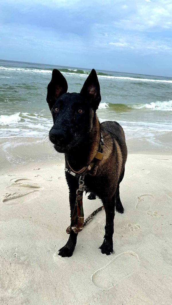 mckinley_1 image ~ Altpins