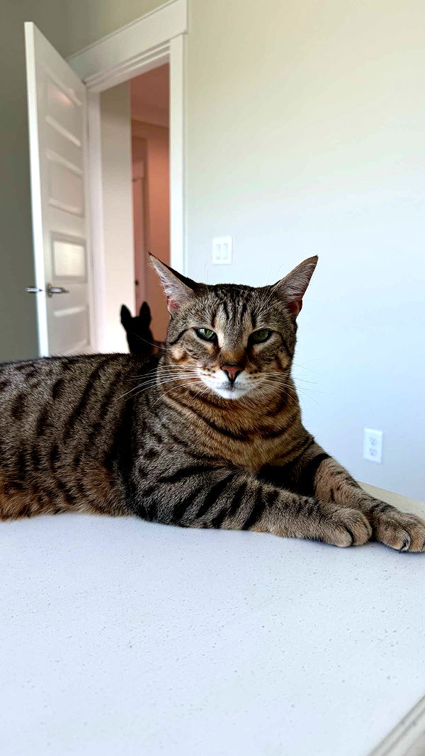 mckinley_1 image ~ Altpins