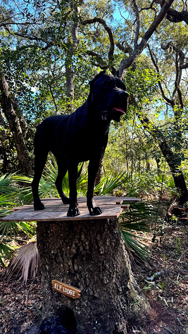 mckinley_1 image ~ Altpins