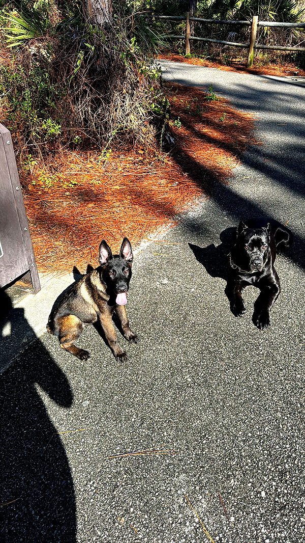 mckinley_1 image ~ Altpins