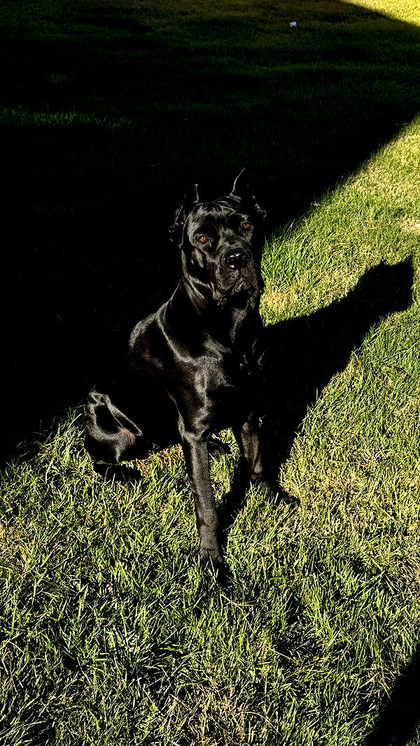 mckinley_1 image ~ Altpins