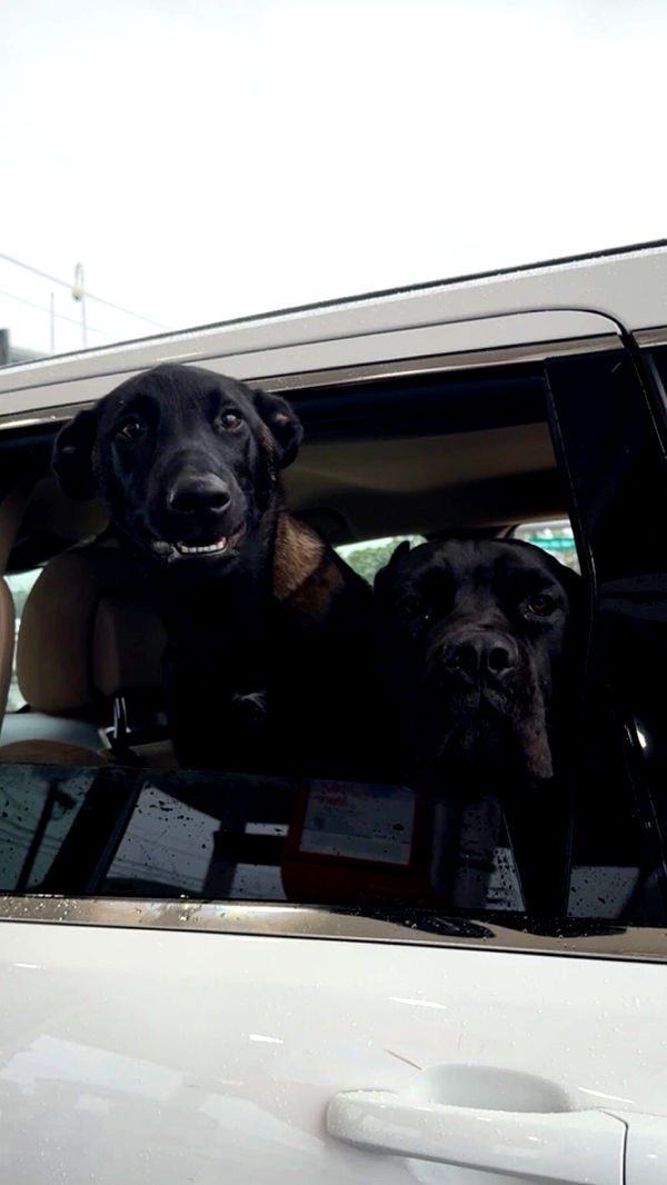 mckinley_1 image ~ Altpins