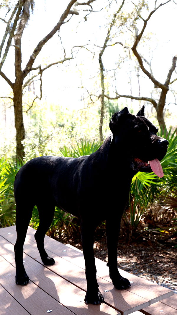 mckinley_1 image ~ Altpins