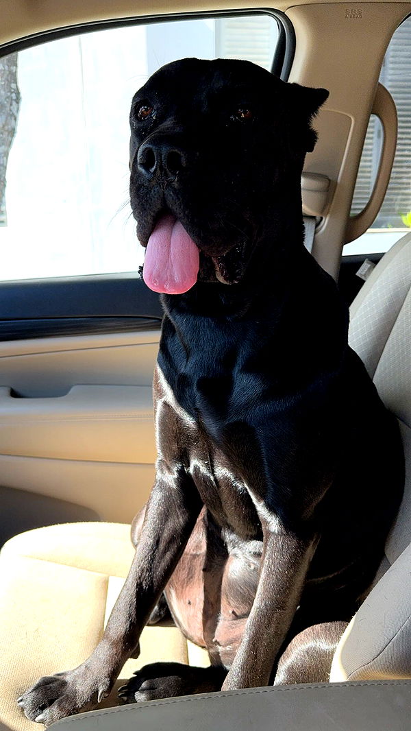 mckinley_1 image ~ Altpins