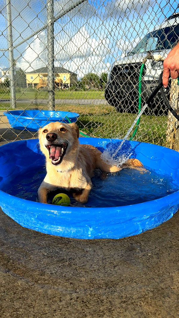 mckinley_1 image ~ Altpins