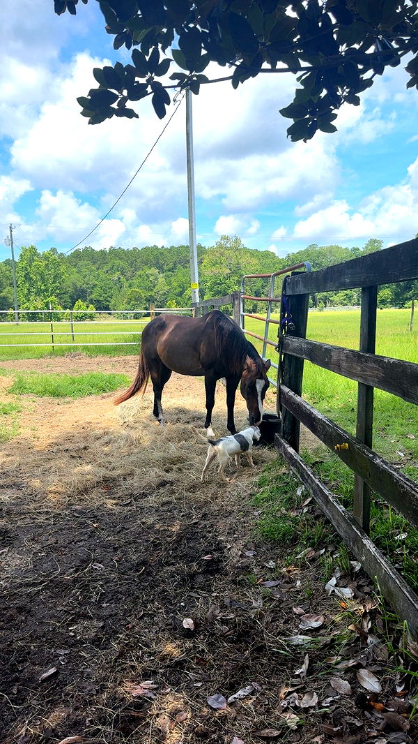 mckinley_1 image ~ Altpins