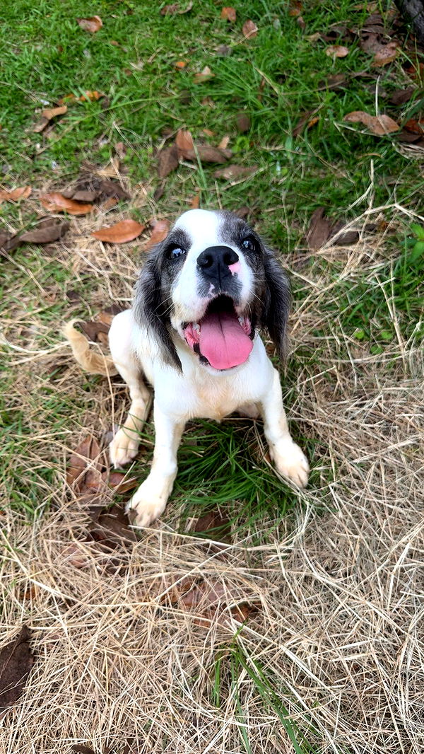 mckinley_1 image ~ Altpins