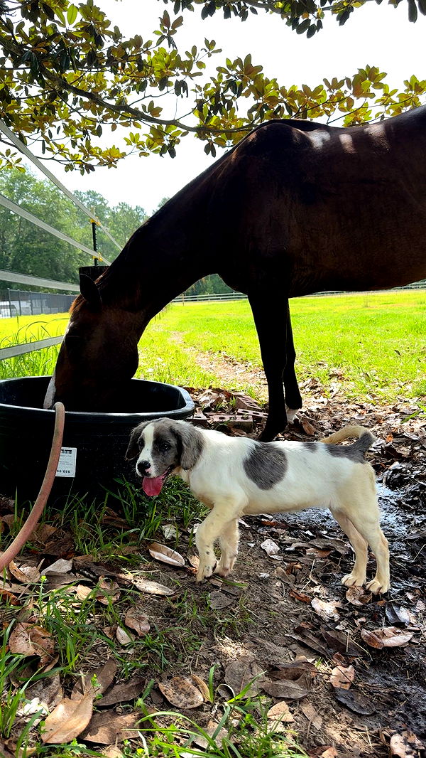 mckinley_1 image ~ Altpins