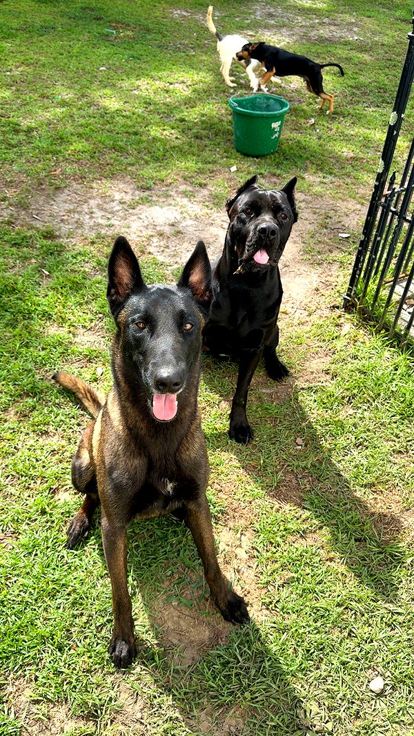 mckinley_1 image ~ Altpins