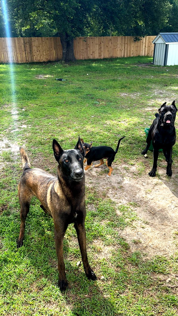 mckinley_1 image ~ Altpins