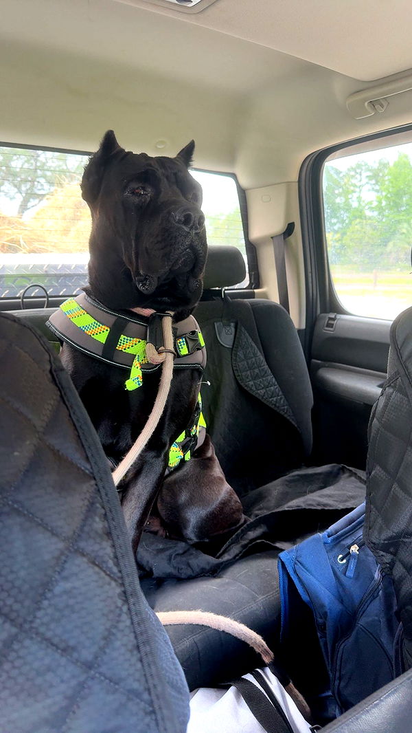 mckinley_1 image ~ Altpins