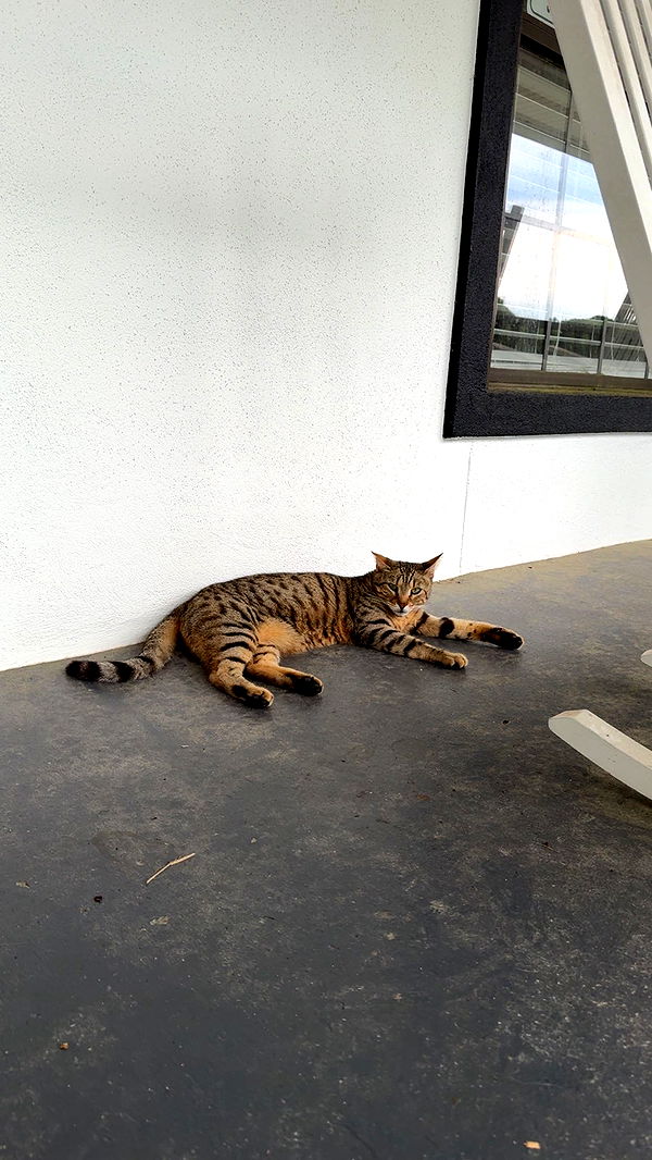 mckinley_1 image ~ Altpins