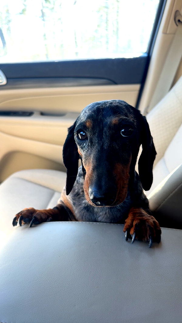 mckinley_1 image ~ Altpins