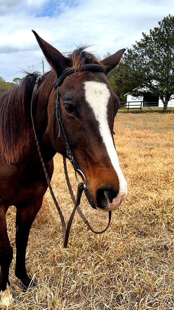 mckinley_1 image ~ Altpins