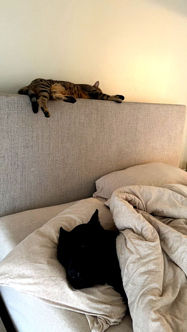 mckinley_1 image ~ Altpins