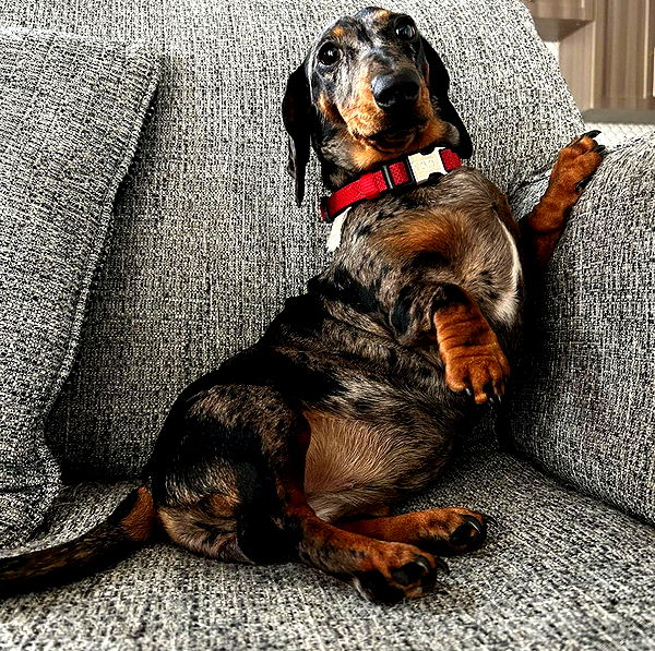 mckinley_1 image ~ Altpins