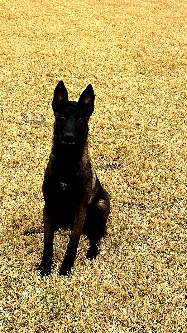 mckinley_1 image ~ Altpins