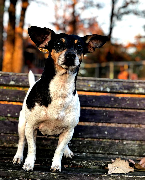 mckinley_1 image ~ Altpins