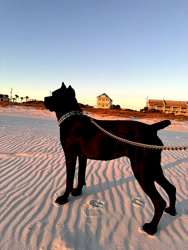 mckinley_1 image ~ Altpins