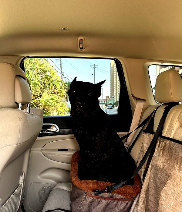 mckinley_1 image ~ Altpins