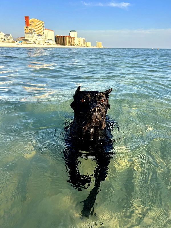 mckinley_1 image ~ Altpins