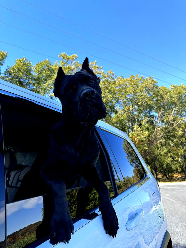 mckinley_1 image ~ Altpins