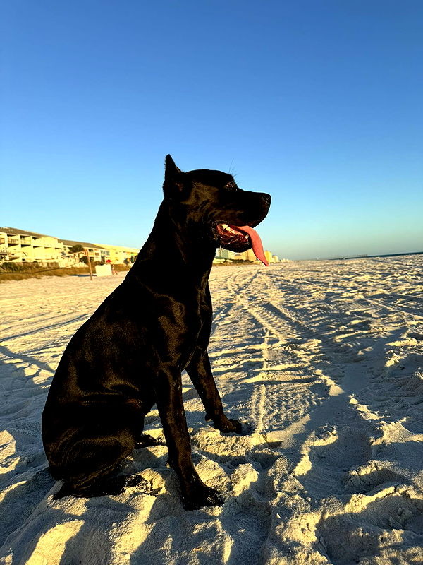 mckinley_1 image ~ Altpins