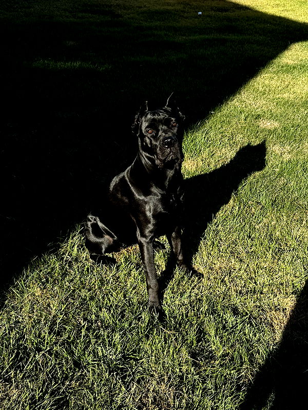 mckinley_1 image ~ Altpins