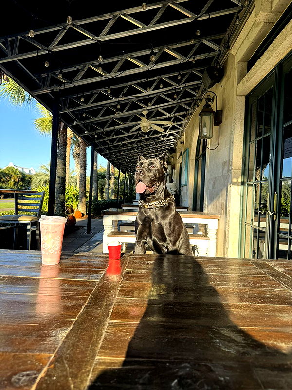 mckinley_1 image ~ Altpins